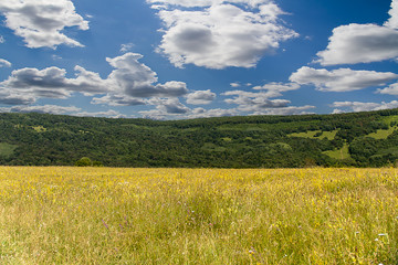 Alpine meadow