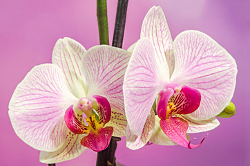 Pink branch orchid flowers, close up, mauve background