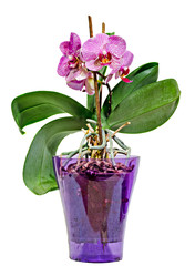 Purple branch orchid flowers in a mauve transparent vase