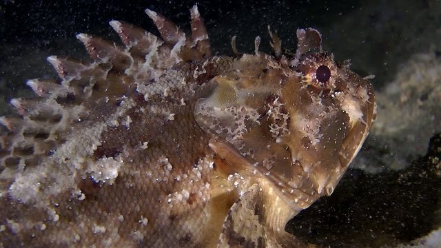 Black scorpionfish lies at the bottom, close-up.
