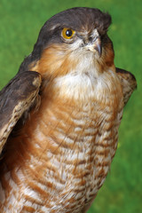 falcon portrait taxidermy