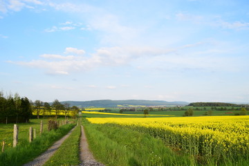 Feldweg im Frühling