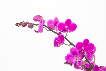 Naklejka na ściany i meble Small purple Moth orchids close up