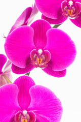 Naklejka na ściany i meble Purple Moth orchids close up