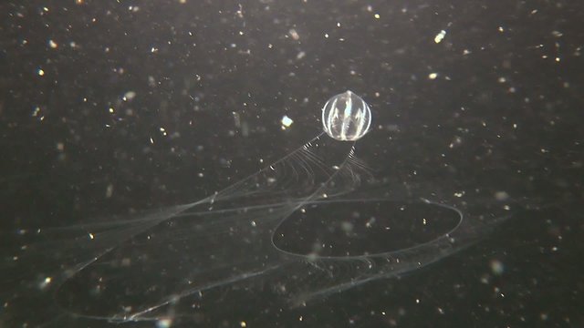 Sea gooseberry (Pleurobrachia pileus) swims in water column.
