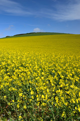 Obraz premium champs de colza