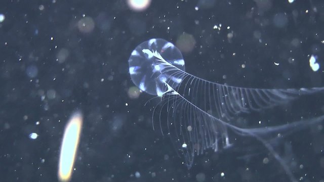 Sea gooseberry (Pleurobrachia pileus) swims in water column.
