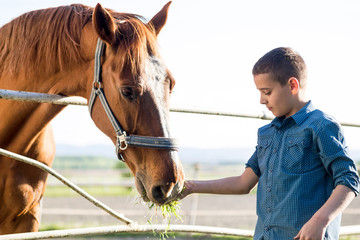 Child feeding beautiful brown horse