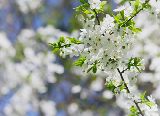 branch of blossoming plum