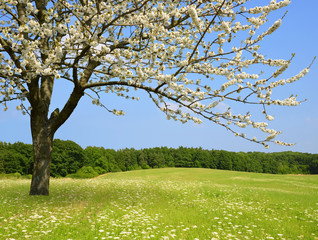 Flowering tree on meadow. Spring season. © vencav