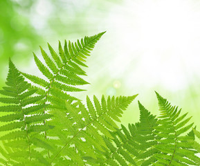 Fern leaf on green natural background