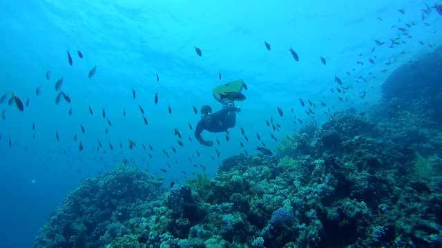 Freediver dives over the coral reef, Red Sea, Egypt
