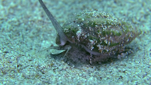 Gastropoda (Tritia reticulata) crawling on a sandy bottom.
