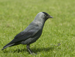 Jackdaw