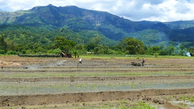 Mountain landscape with rice plantation in Sri Lanka
