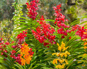 Beautiful red flowers in garden.