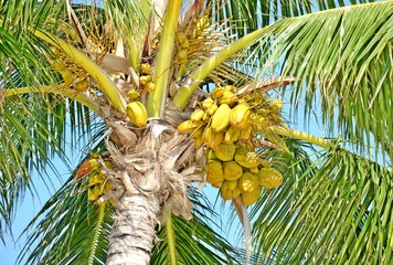 Fototapeta premium palm tree and coconuts