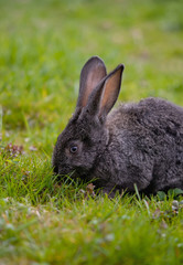 little rabbit