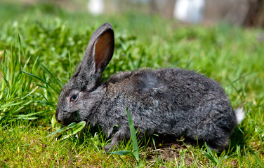 Naklejka na ściany i meble little rabbit