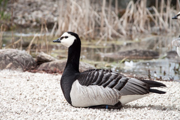 Eine Nonnengans bei der Mittagsruhe