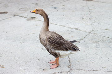 Duck on a walk