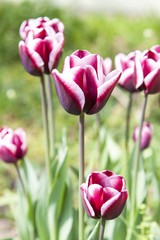 Blooming of pink tulips