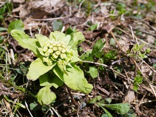 山菜　ふきのとう