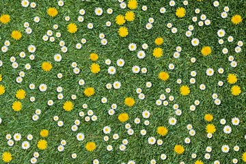 Wall murals Daisies white daisies and yellow dandelions