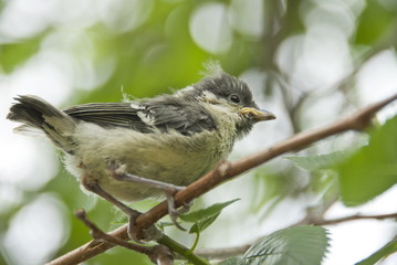 Great tit bird chick on a branch.