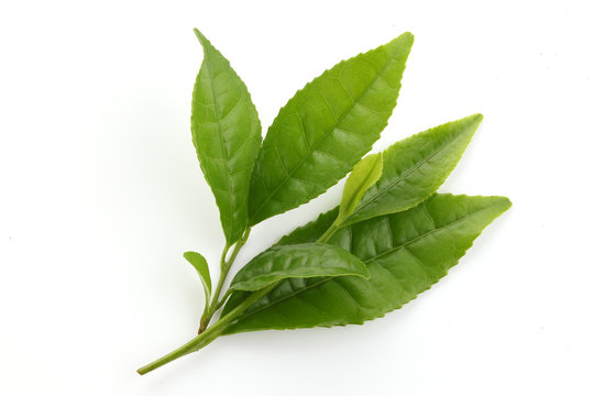 Fresh Green tea leaves 