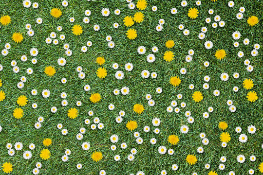 white daisies and yellow dandelions