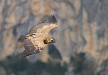 Griffon vulture (Gyps fulvus) - Lateral view - Verdon canyon (Fr