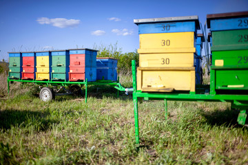 Honey bee hives