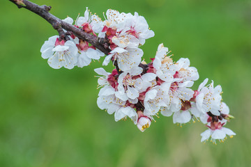 Marillenbl&uuml;te Wachau (Aprikosenbl&uuml;te)
