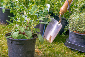 Potted sage plant with blurred herbs in background