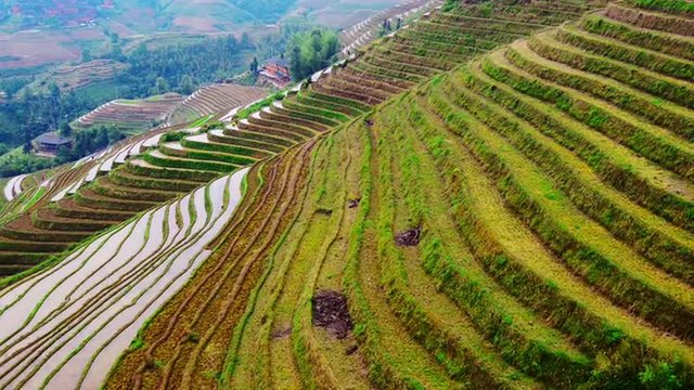 Rice terraces in Guilin, China.