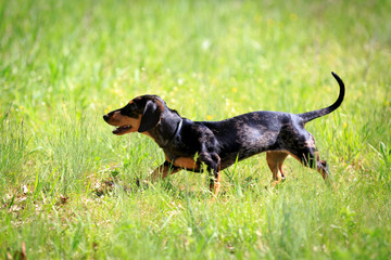 dachshund dog grass