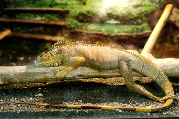iguanas who sleeps on a thick branch