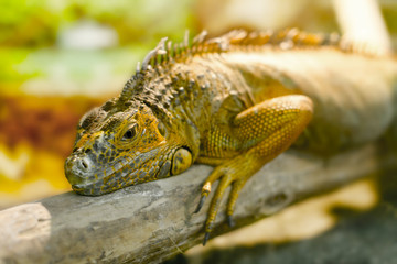 iguanas who sleeps on a thick branch