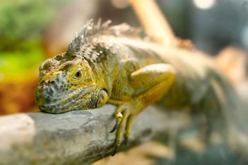 iguanas who sleeps on a thick branch