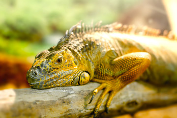 iguanas who sleeps on a thick branch