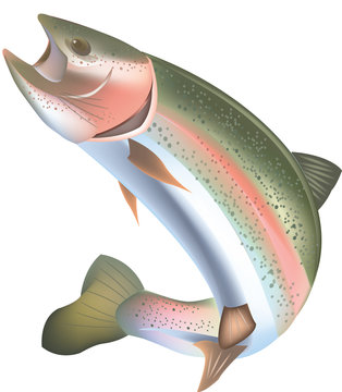 simbolo trota predatore