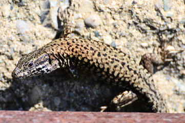 Fototapeta premium von Eidechse erfasst