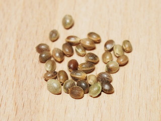 Hemp seeds close up isolation on wood background