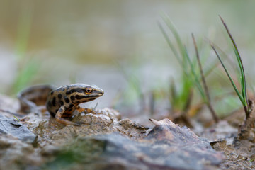 smooth newt