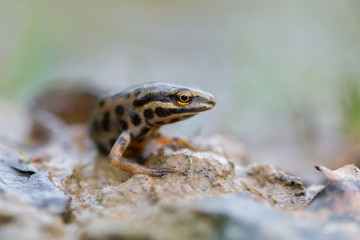 smooth newt