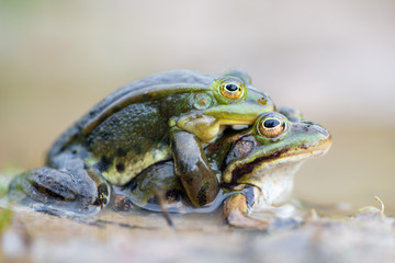 common European frog