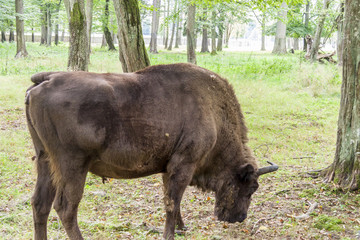 Fototapeta premium Bialowieski National Park - Poland. Aurochs head.