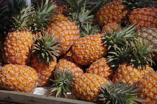 Fresh Ripe Pineapples for Sale