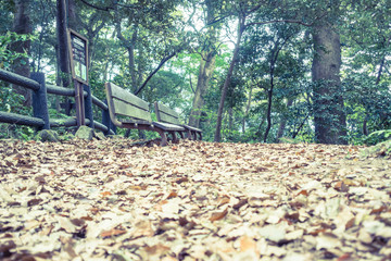 Scenery with the bench